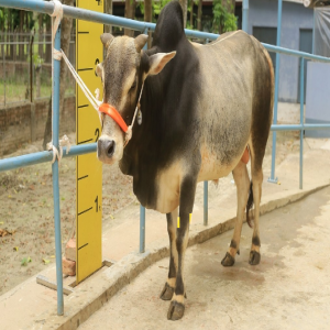 Male - Bull (ষাঁড়)